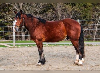 Cheval de trait, Hongre, 5 Ans, Bai cerise