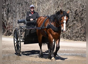 Cheval de trait, Hongre, 5 Ans, Bai cerise