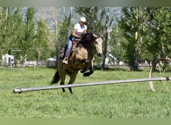 Cheval de trait Croisé, Hongre, 5 Ans, Buckskin
