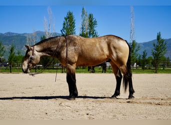 Cheval de trait Croisé, Hongre, 5 Ans, Buckskin