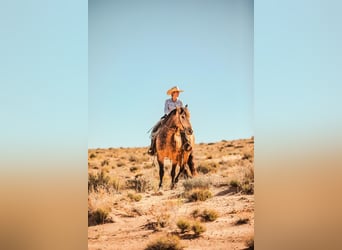 Cheval de trait Croisé, Hongre, 5 Ans, Buckskin