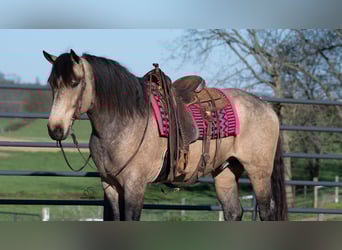 Cheval de trait Croisé, Hongre, 5 Ans, Buckskin