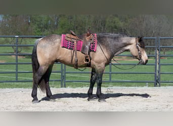 Cheval de trait Croisé, Hongre, 5 Ans, Buckskin
