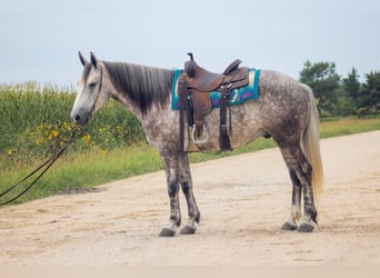 Cheval de trait Croisé, Hongre, 5 Ans, Gris
