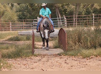 Cheval de trait Croisé, Hongre, 5 Ans, Gris