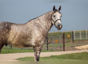 Cheval de trait Croisé, Hongre, 5 Ans, Gris