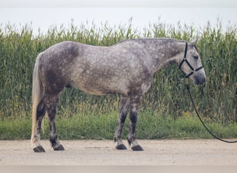Cheval de trait Croisé, Hongre, 5 Ans, Gris