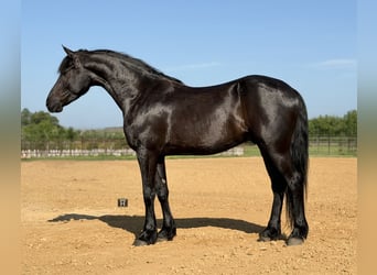 Cheval de trait Croisé, Hongre, 5 Ans, Noir