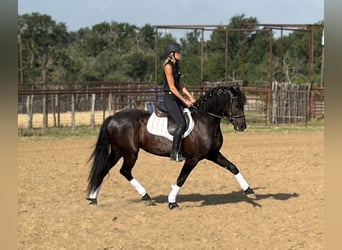 Cheval de trait Croisé, Hongre, 5 Ans, Noir