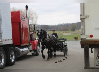 Cheval de trait Croisé, Hongre, 5 Ans, Noir