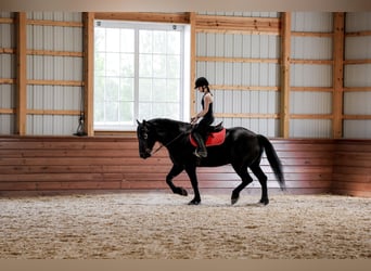 Cheval de trait Croisé, Hongre, 5 Ans, Noir