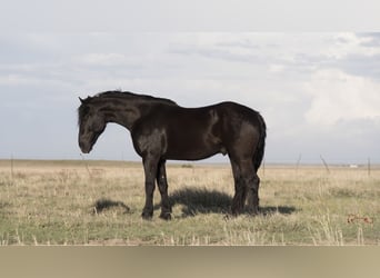 Cheval de trait, Hongre, 5 Ans, Noir