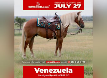 Cheval de trait Croisé, Hongre, 5 Ans, Palomino