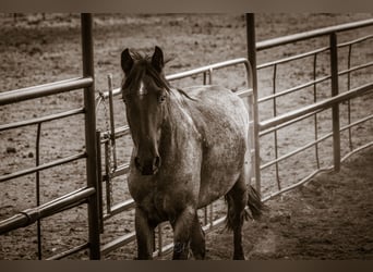 Cheval de trait Croisé, Hongre, 5 Ans, Rouan Bleu