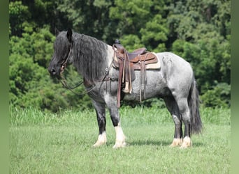 Cheval de trait Croisé, Hongre, 5 Ans, Rouan Bleu