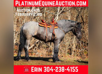 Cheval de trait, Hongre, 5 Ans, Rouan Bleu