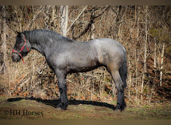 Cheval de trait, Hongre, 5 Ans, Rouan Bleu