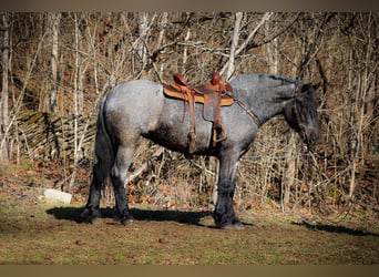 Cheval de trait, Hongre, 5 Ans, Rouan Bleu