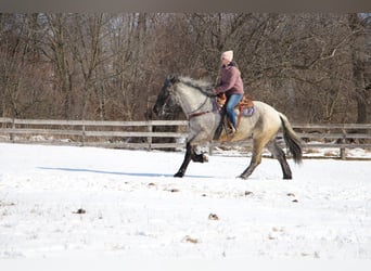 Cheval de trait, Hongre, 5 Ans, Rouan Bleu