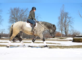 Cheval de trait, Hongre, 5 Ans, Rouan Bleu