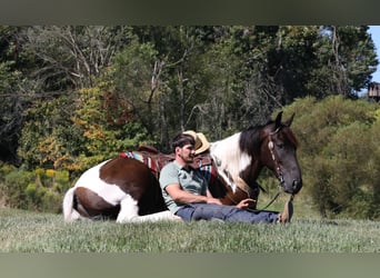 Cheval de trait Croisé, Hongre, 5 Ans, Tobiano-toutes couleurs