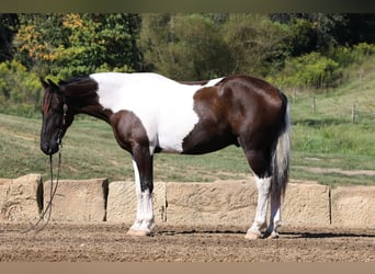 Cheval de trait Croisé, Hongre, 5 Ans, Tobiano-toutes couleurs