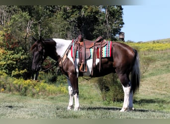 Cheval de trait Croisé, Hongre, 5 Ans, Tobiano-toutes couleurs