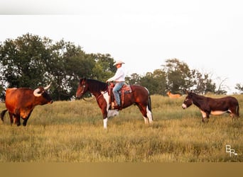 Cheval de trait, Hongre, 5 Ans, Tobiano-toutes couleurs