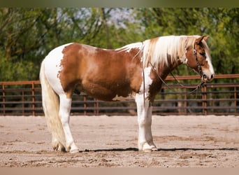 Cheval de trait Croisé, Hongre, 5 Ans