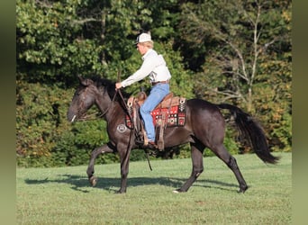 Cheval de trait, Hongre, 6 Ans, 150 cm, Noir