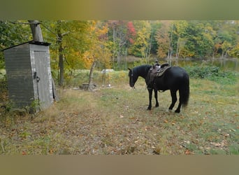 Cheval de trait Croisé, Hongre, 6 Ans, 150 cm, Noir