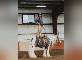 Cheval de trait, Hongre, 6 Ans, 152 cm, Bai cerise