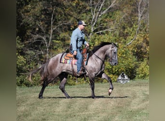 Cheval de trait, Hongre, 6 Ans, 152 cm, Gris