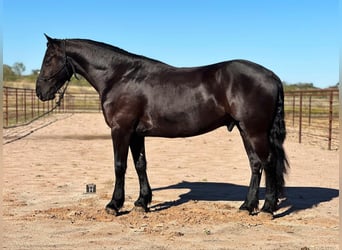 Cheval de trait, Hongre, 6 Ans, 152 cm, Noir