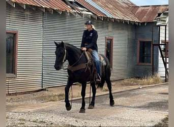 Cheval de trait, Hongre, 6 Ans, 152 cm, Noir