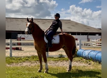 Cheval de trait, Hongre, 6 Ans, 153 cm, Alezan brûlé