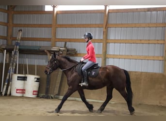 Cheval de trait, Hongre, 6 Ans, 157 cm, Bai cerise