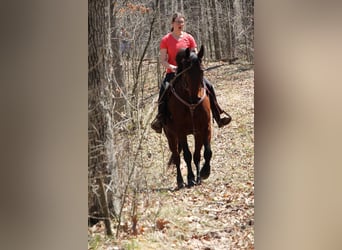 Cheval de trait, Hongre, 6 Ans, 157 cm, Bai cerise