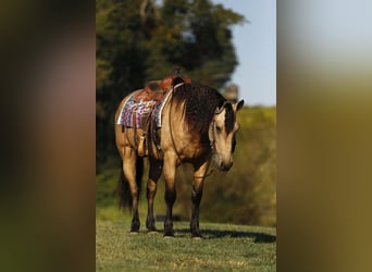 Cheval de trait Croisé, Hongre, 6 Ans, 160 cm, Buckskin