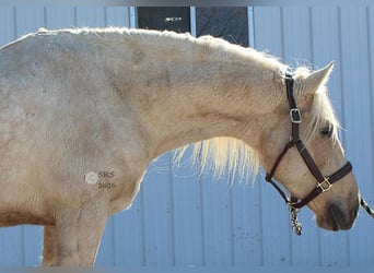 Cheval de trait, Hongre, 6 Ans, 160 cm, Palomino