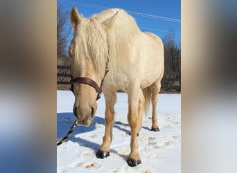 Cheval de trait, Hongre, 6 Ans, 160 cm, Palomino