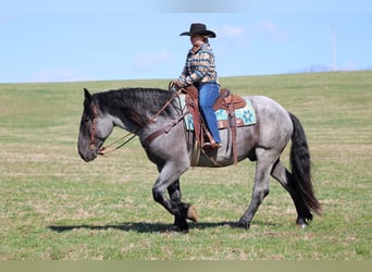 Cheval de trait Croisé, Hongre, 6 Ans, 160 cm, Rouan Bleu