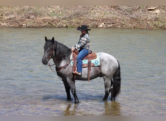 Cheval de trait Croisé, Hongre, 6 Ans, 160 cm, Rouan Bleu
