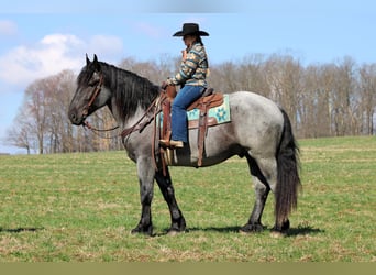 Cheval de trait Croisé, Hongre, 6 Ans, 160 cm, Rouan Bleu