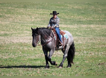 Cheval de trait Croisé, Hongre, 6 Ans, 160 cm, Rouan Bleu
