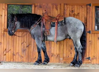 Cheval de trait Croisé, Hongre, 6 Ans, 160 cm, Rouan Bleu