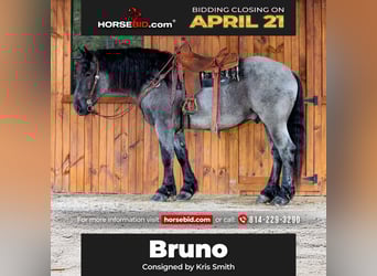Cheval de trait Croisé, Hongre, 6 Ans, 160 cm, Rouan Bleu
