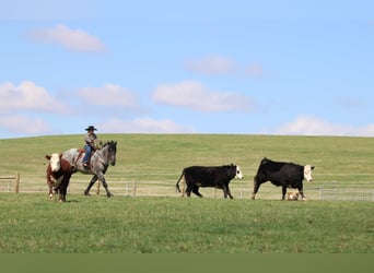 Cheval de trait Croisé, Hongre, 6 Ans, 160 cm, Rouan Bleu