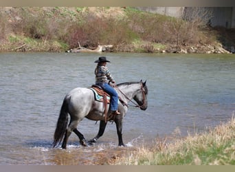 Cheval de trait Croisé, Hongre, 6 Ans, 160 cm, Rouan Bleu