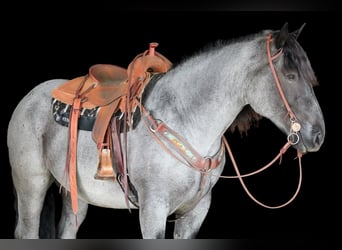 Cheval de trait Croisé, Hongre, 6 Ans, 160 cm, Rouan Bleu